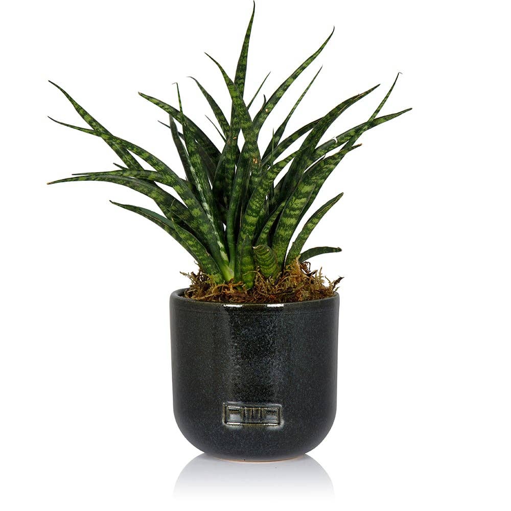 Sansevieria Fernwood Punk