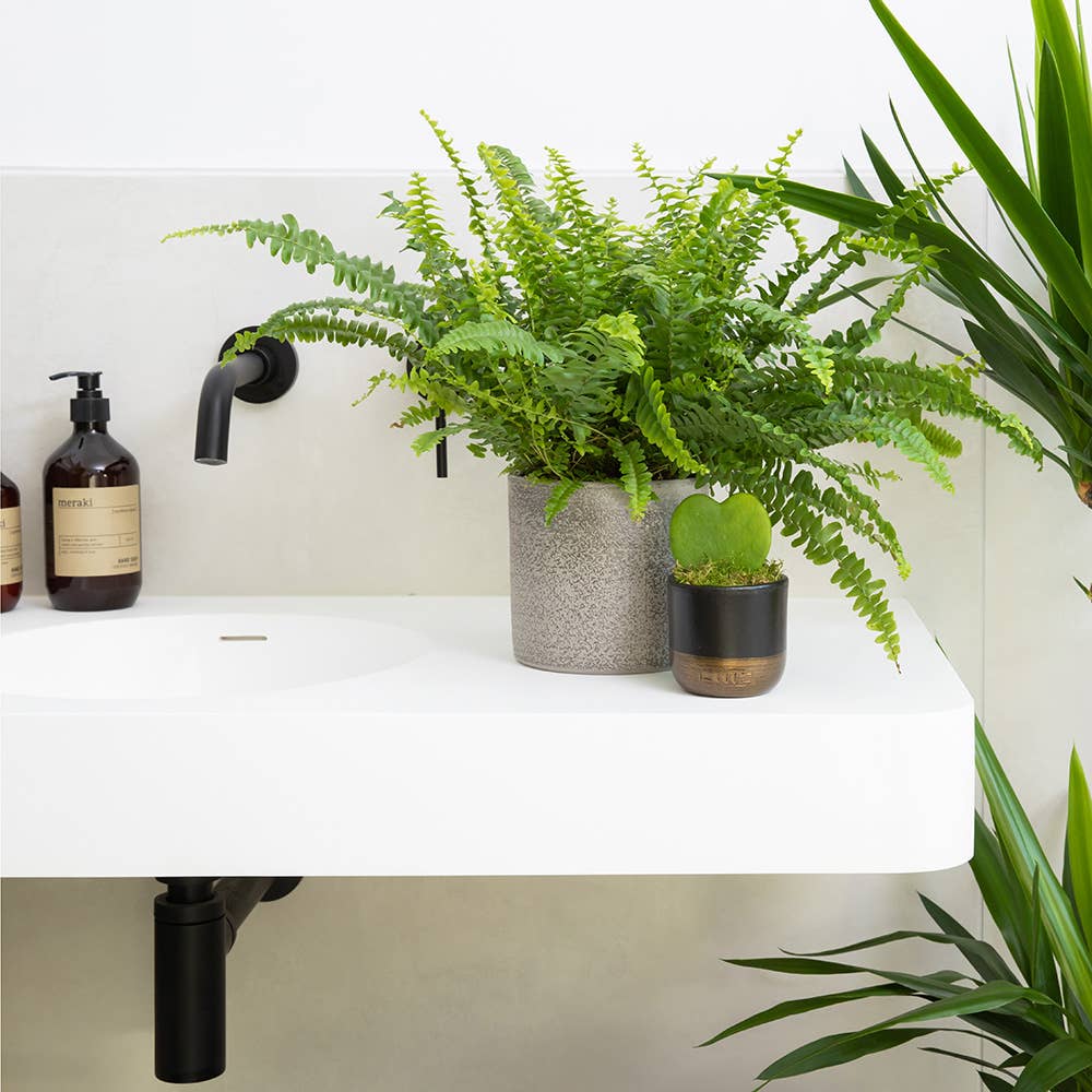 British Grown Boston Fern
