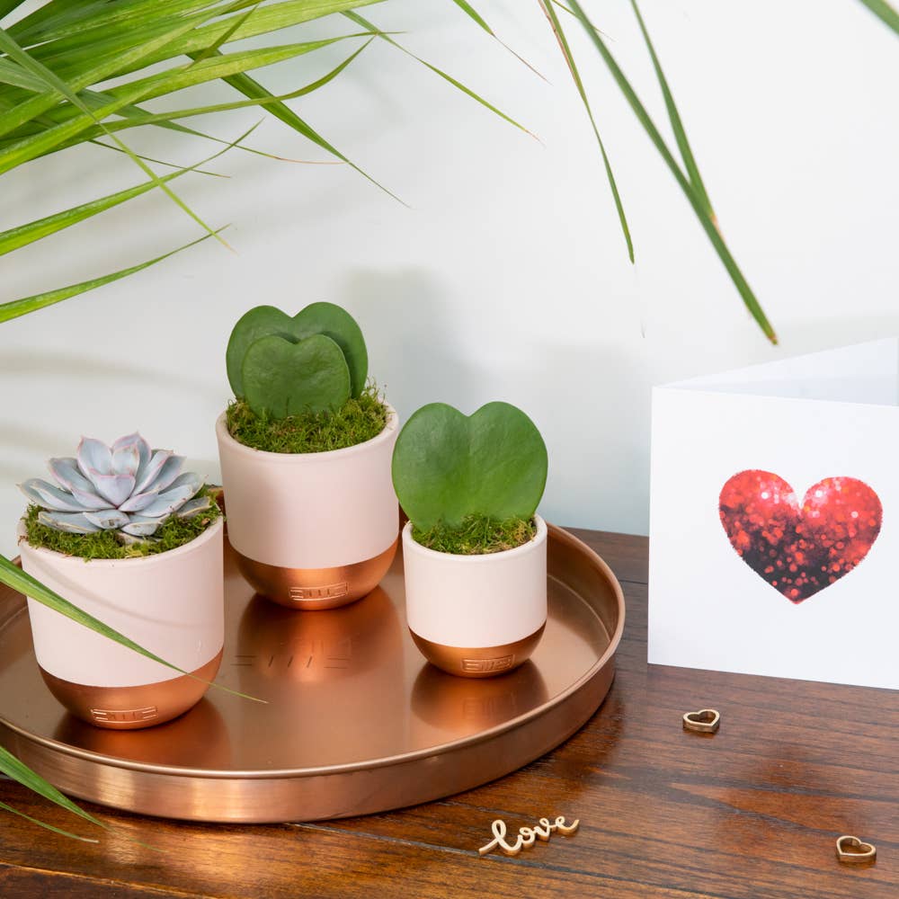 Hoya Kerrii - Double Heart