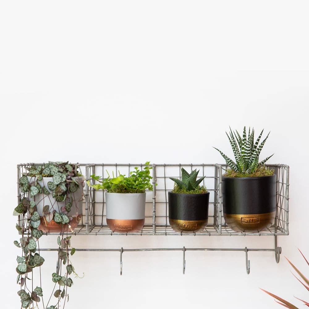 String of Hearts in ceramic pot