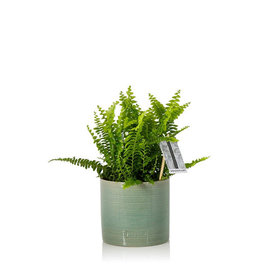 British Grown Boston Fern