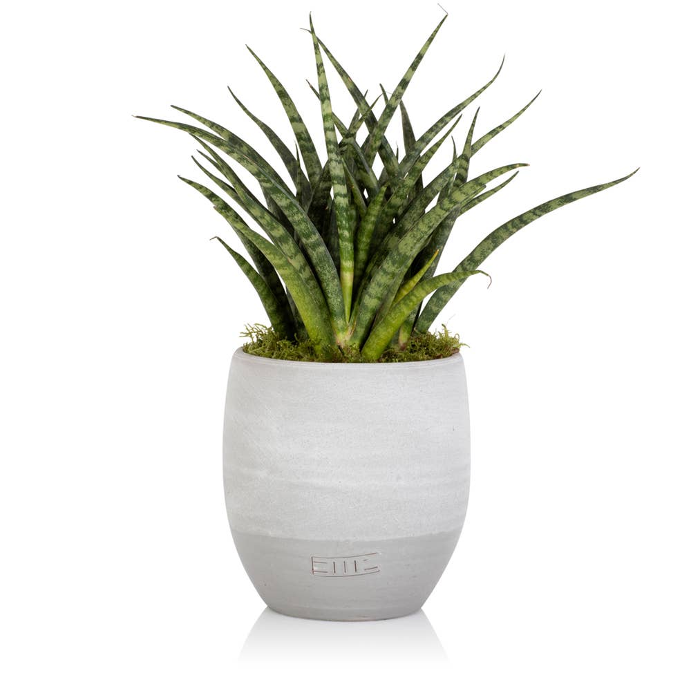 Sansevieria Fernwood Punk