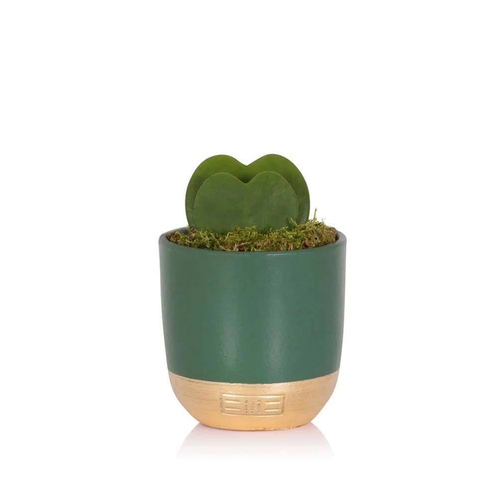 Hoya Kerrii - Double Heart