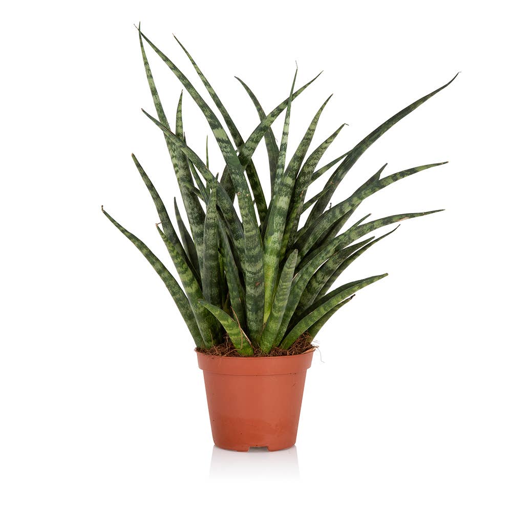 Sansevieria Fernwood Punk