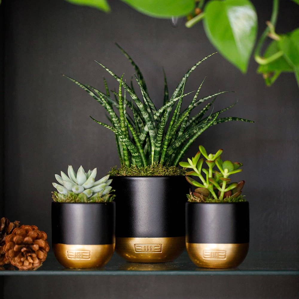 Sansevieria Fernwood Punk