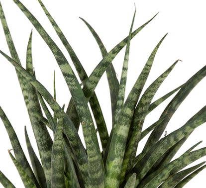 Sansevieria Fernwood Punk