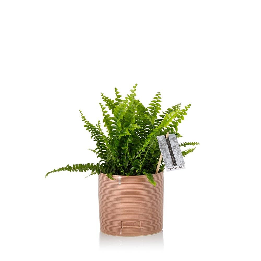 British Grown Boston Fern