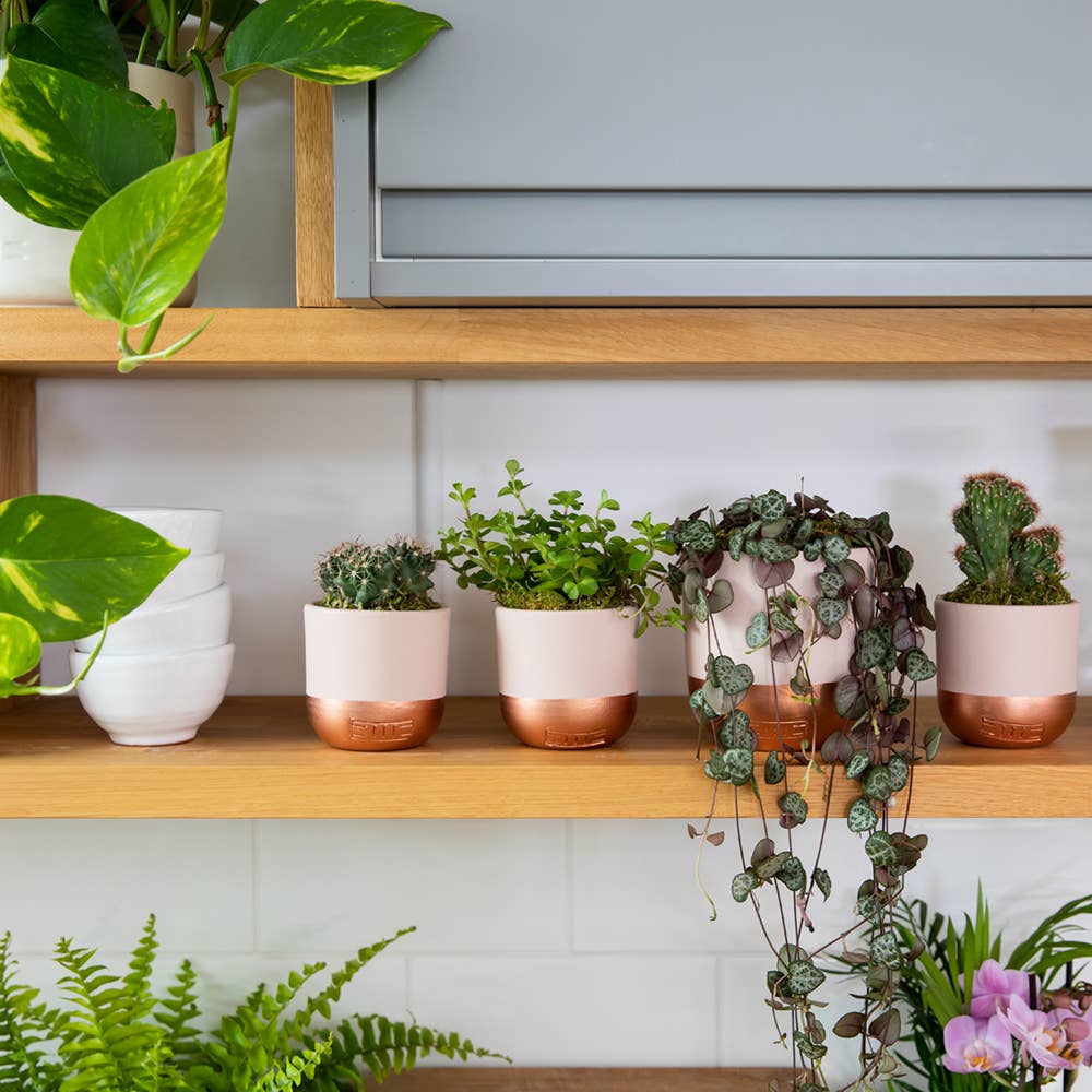 String of Hearts in ceramic pot