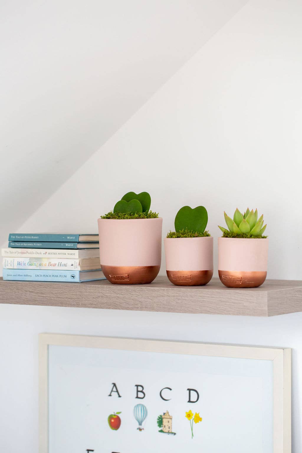 Hoya Kerrii - Double Heart