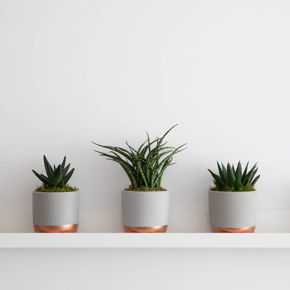 Sansevieria Fernwood Punk