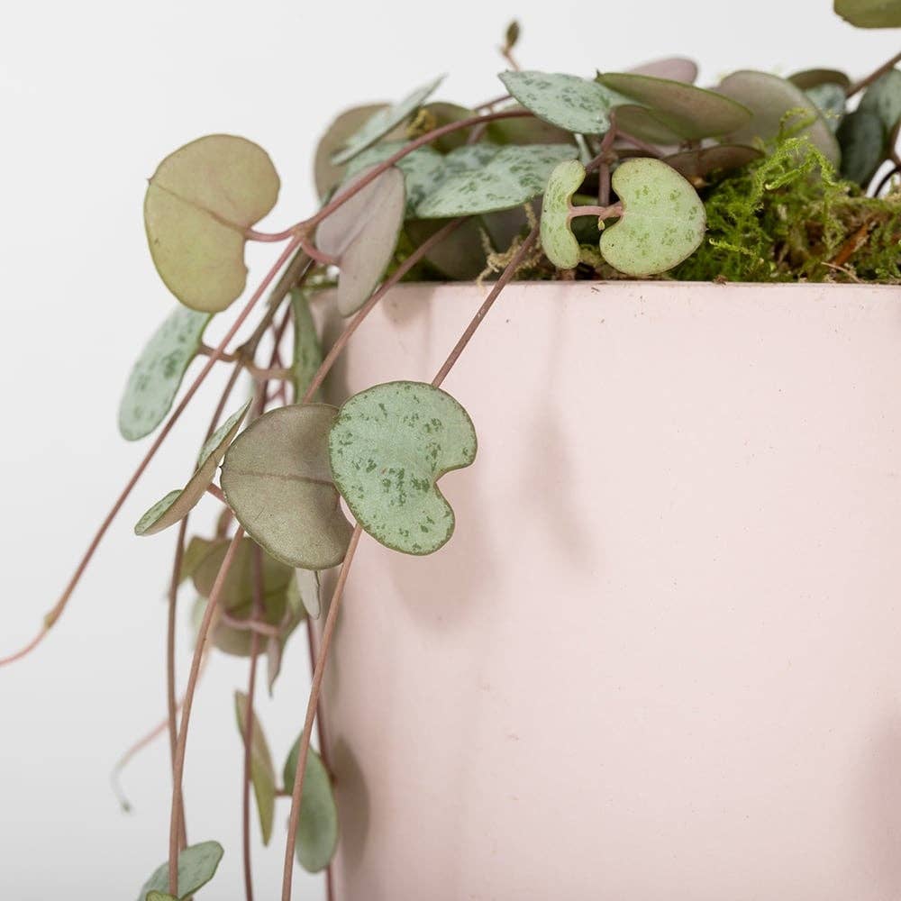 String of Hearts in ceramic pot