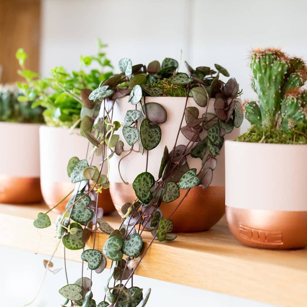 String of Hearts in ceramic pot