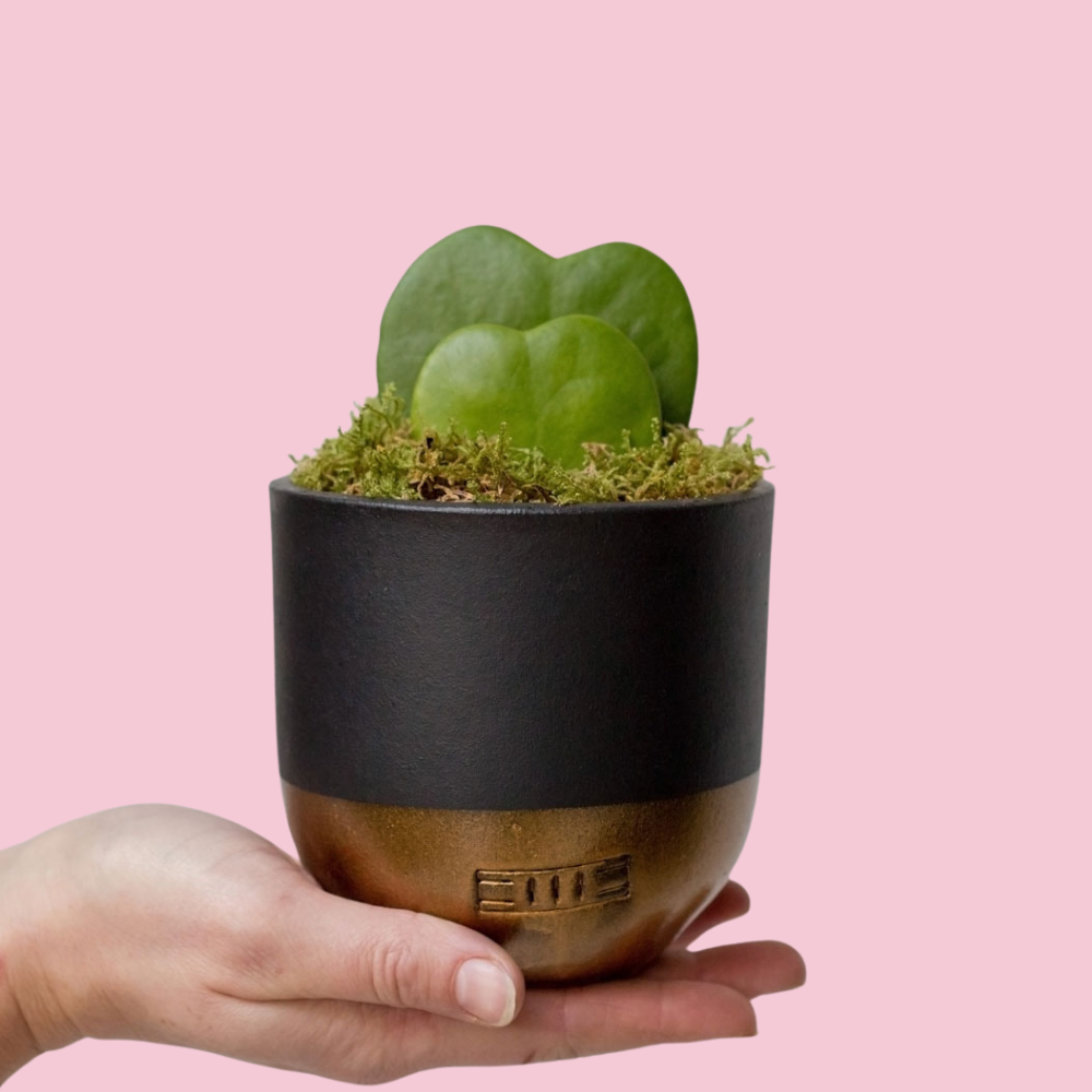 Hoya Kerrii - Double Heart