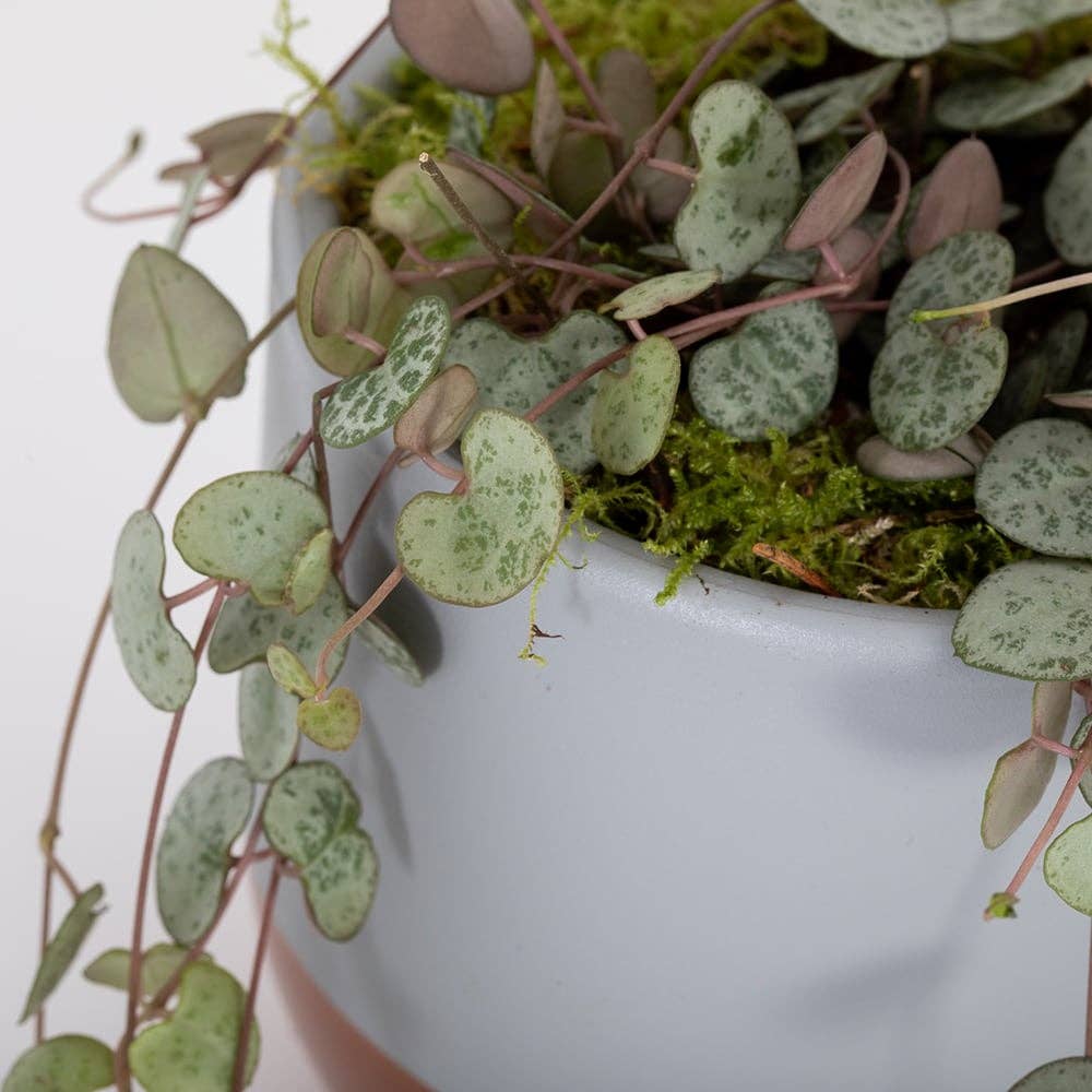 String of Hearts in ceramic pot