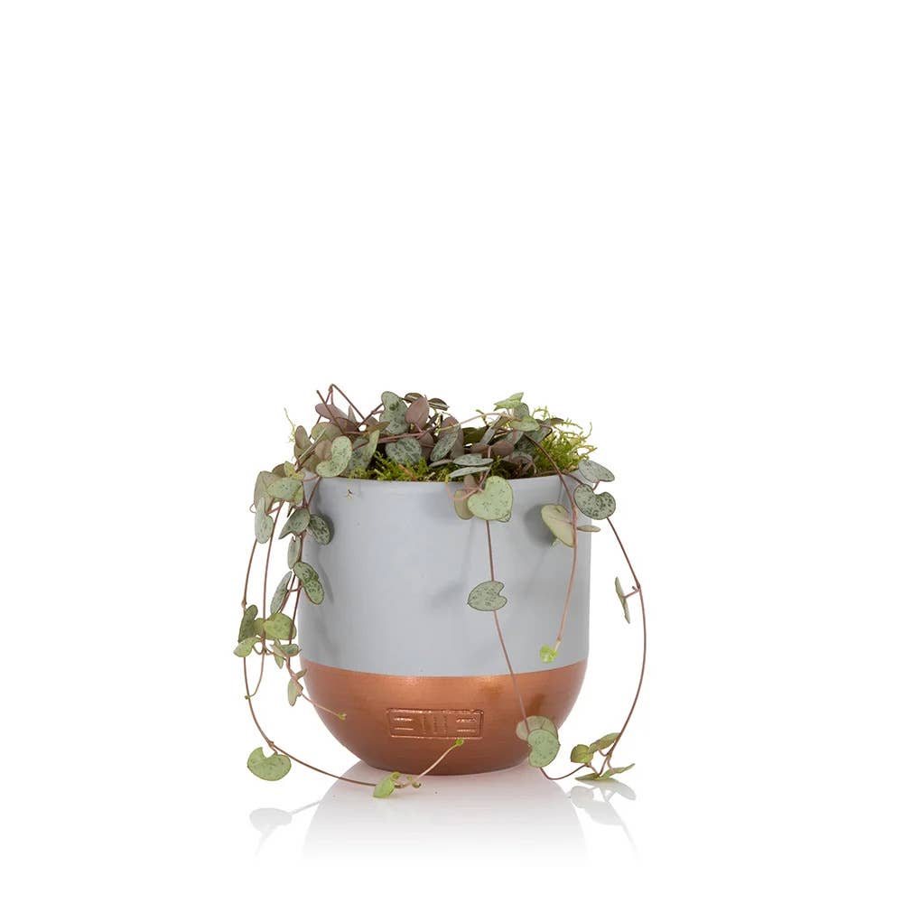 String of Hearts in ceramic pot