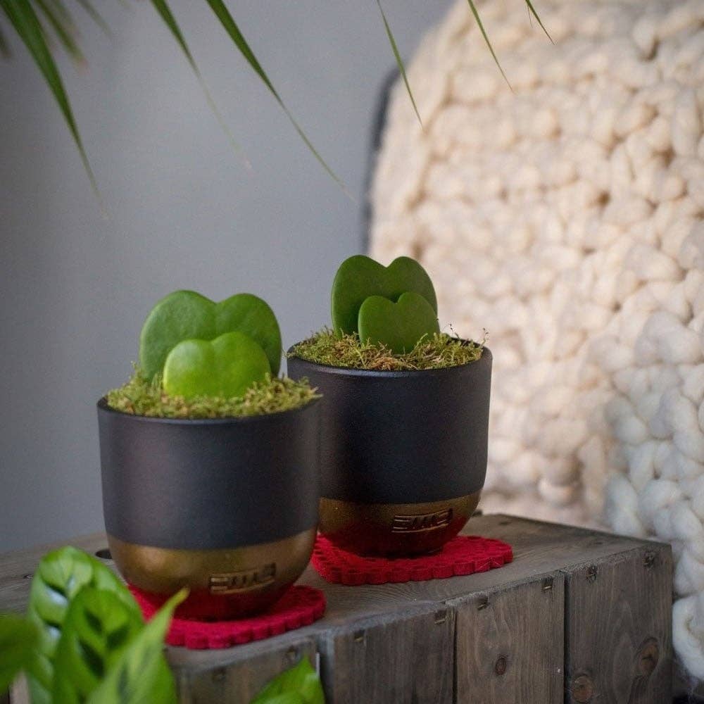 Hoya Kerrii - Double Heart