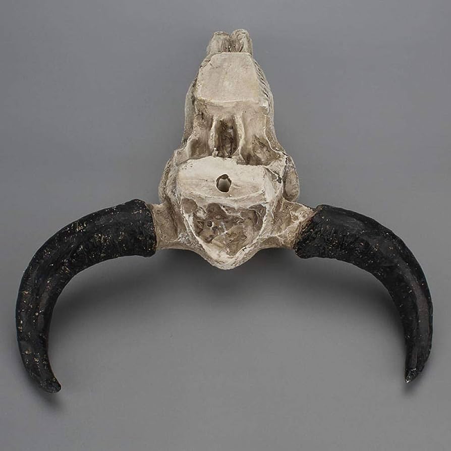 Resin Long Horn Cow Skull