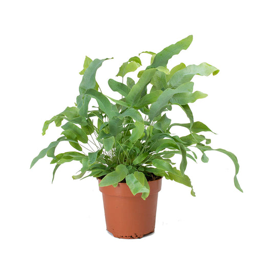 Blue Star Fern