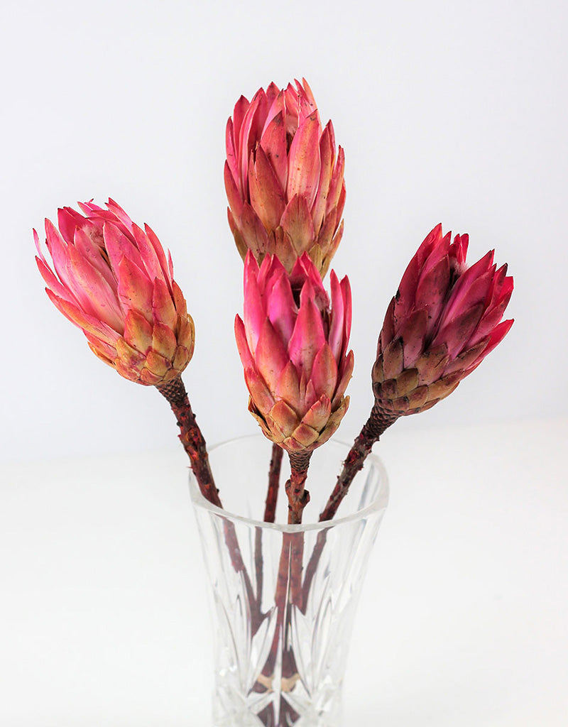 Dried Pink Protea Repens