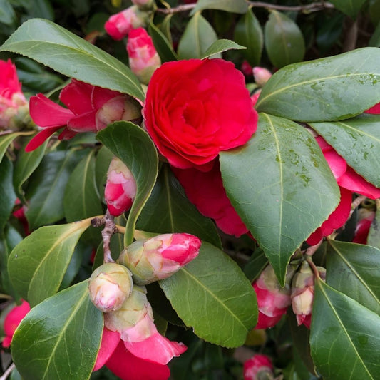 Camellia Japonica ‘Lady Campbell’
