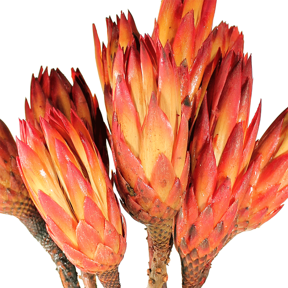 Dried Pink Protea Repens