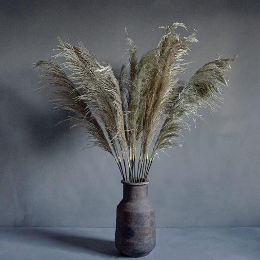 Pampas Grass
