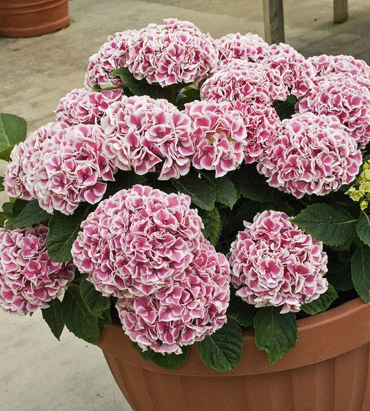 Hydrangea