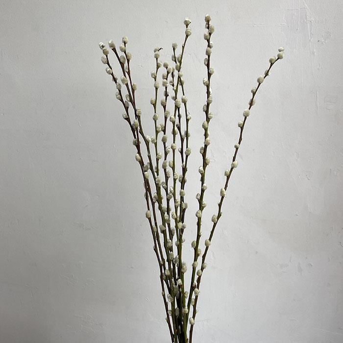 Dried Pussy Willow