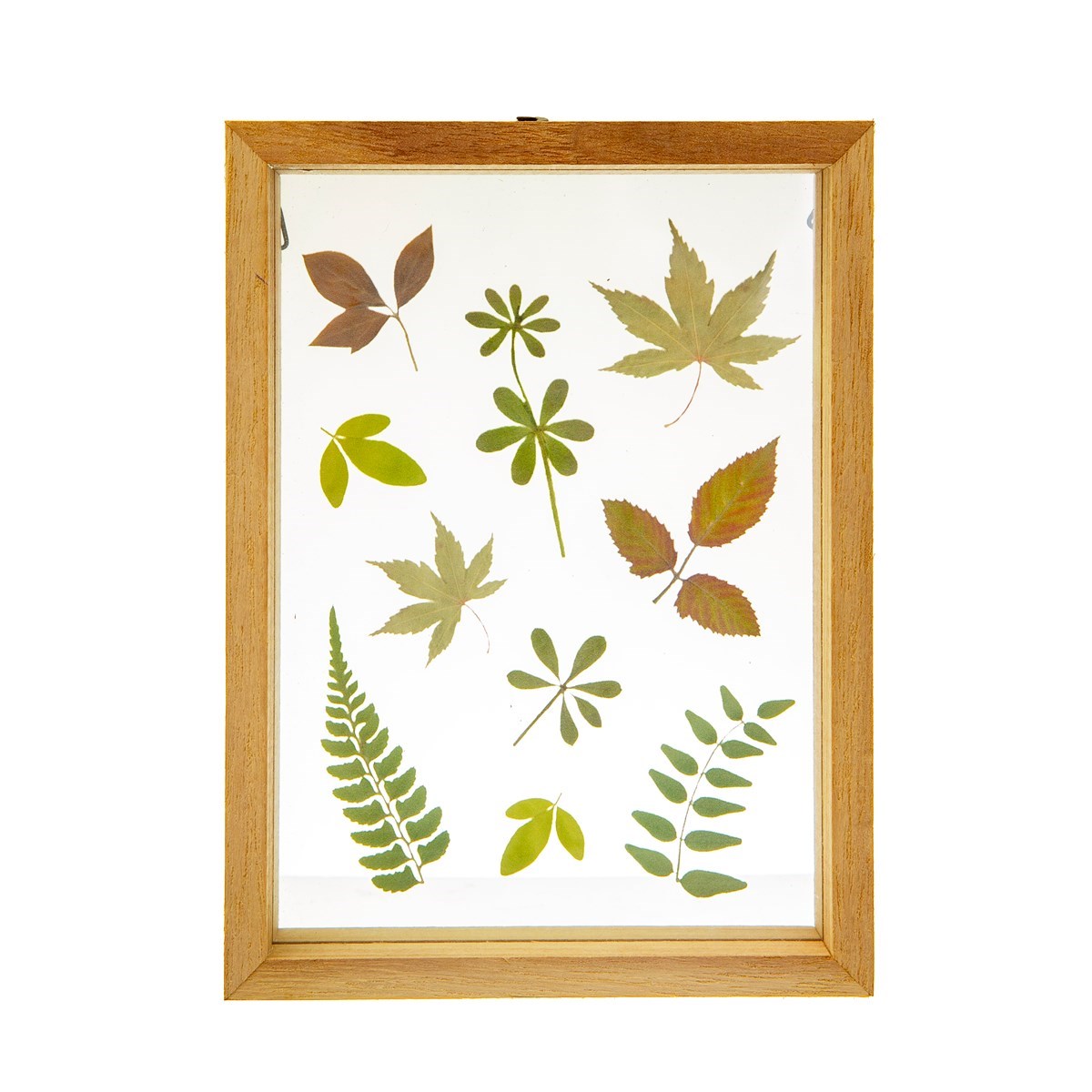 Herbarium Frame