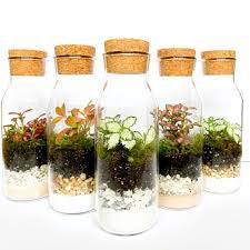 Glass Terrarium