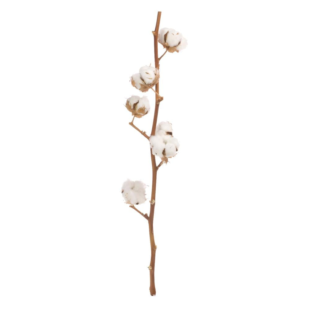 Cotton Stem