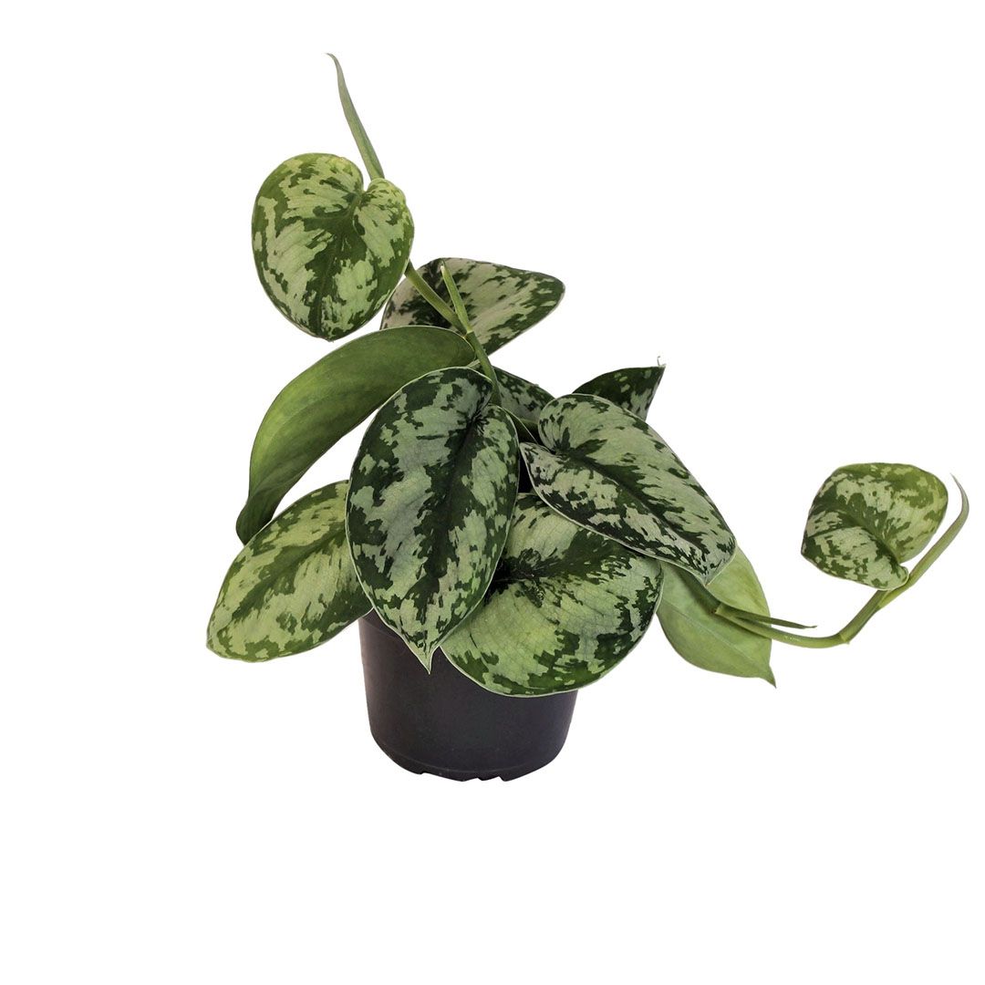 Satin Pothos
