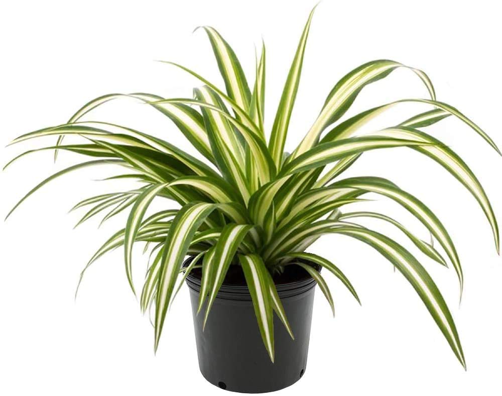 Spider Plant