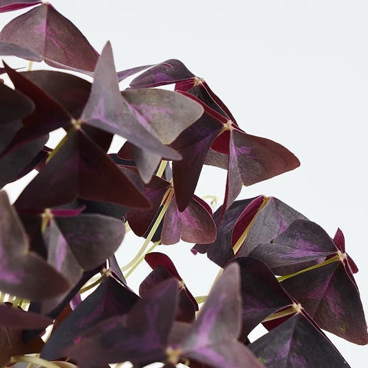 Oxalis Triangularis