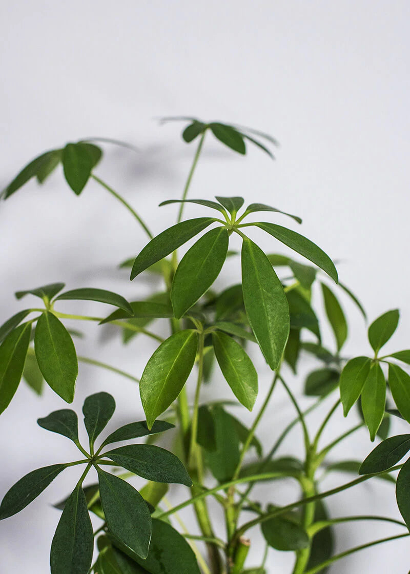 Dwarf Umbrella Tree