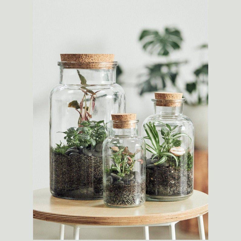 Glass Terrarium