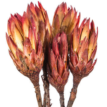 Dried Pink Protea Repens