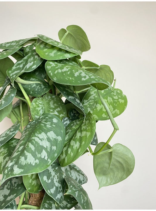 Satin Pothos