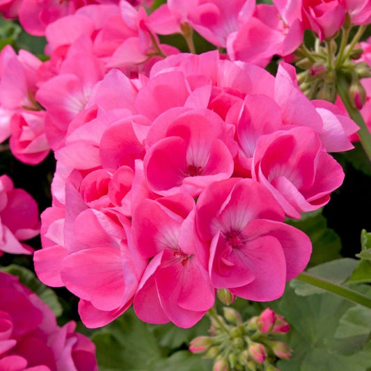 Pelargonium