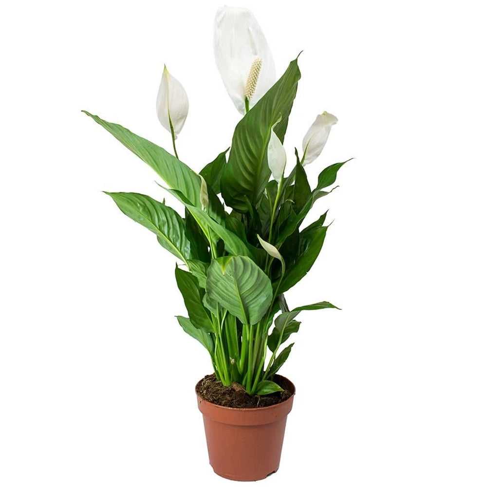 Peace Lily