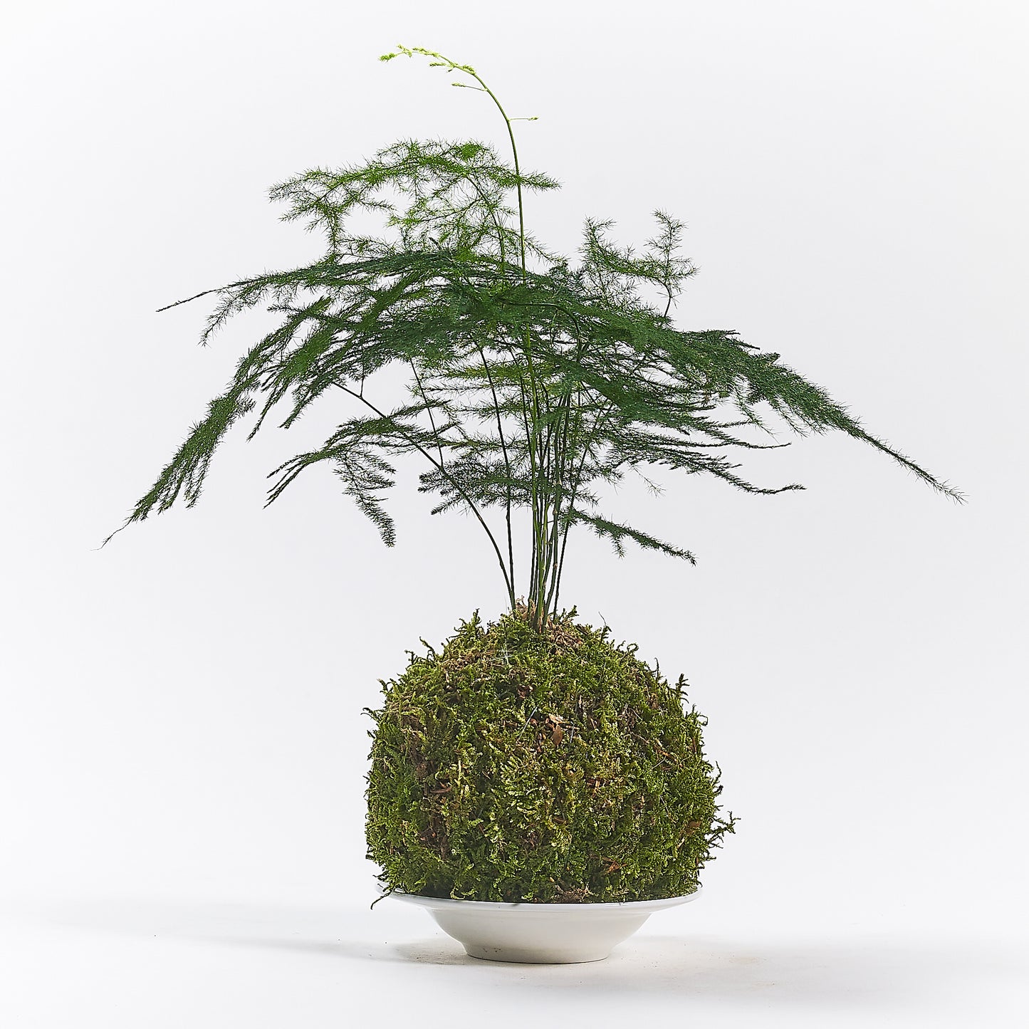 Asparagus Fern