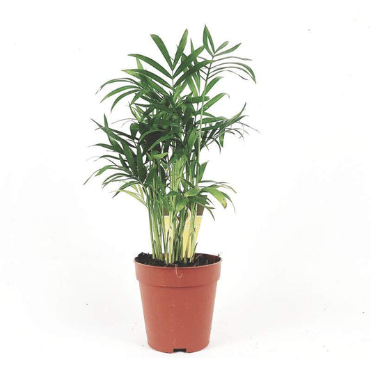 Parlour Palm