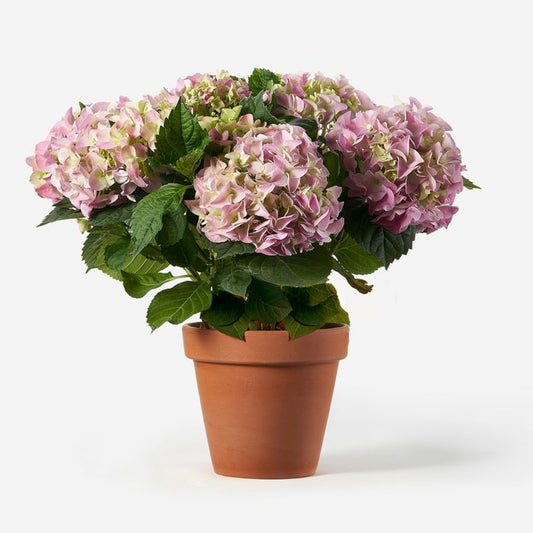 Hydrangea potted plant