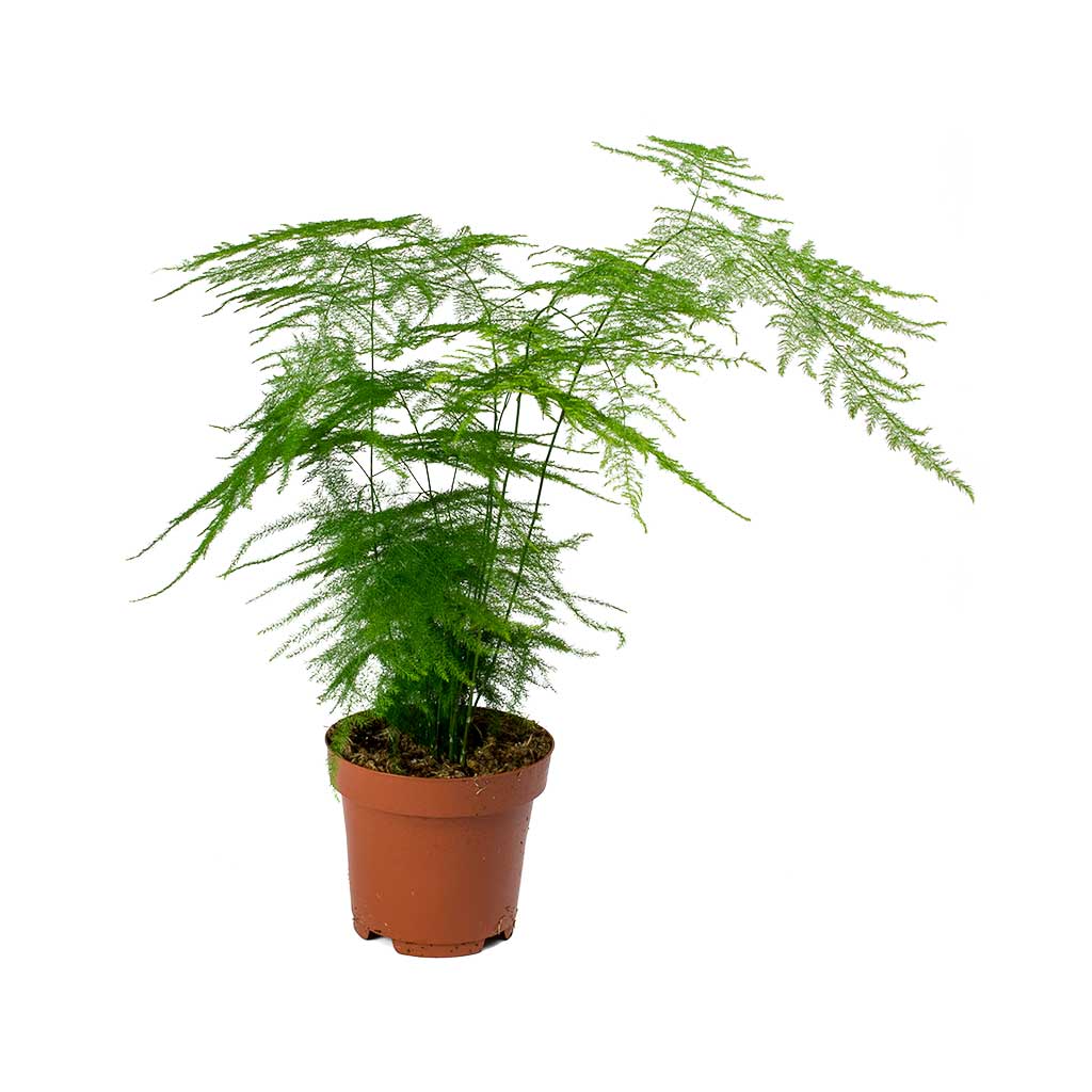 Asparagus Fern