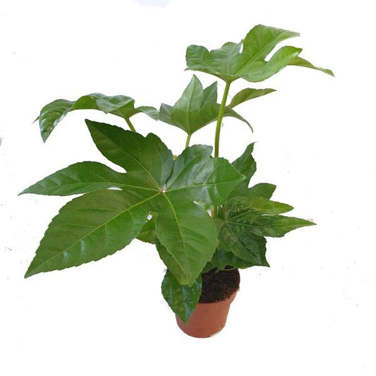 Fatsia Japonica
