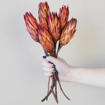Dried Pink Protea Repens