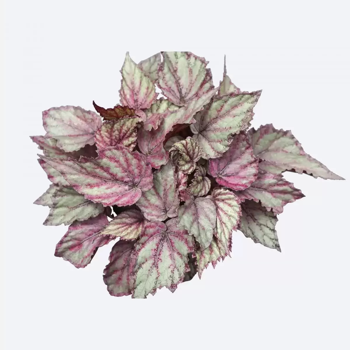 Begonia Rex Magic Colours