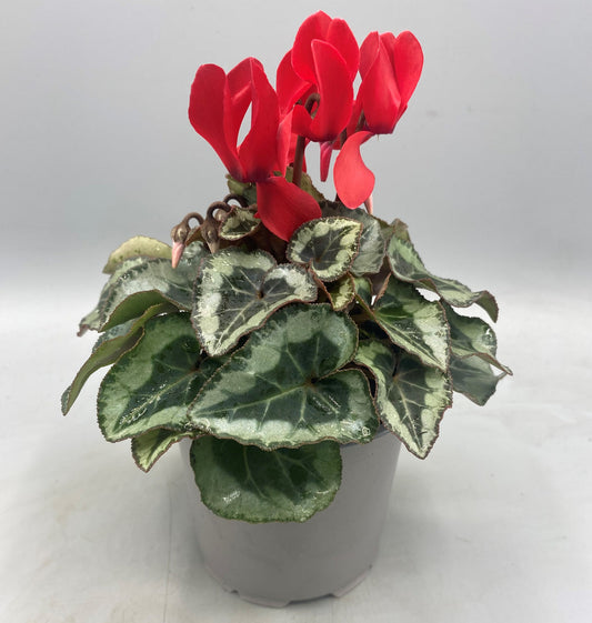 Silver Leaf Cyclamen