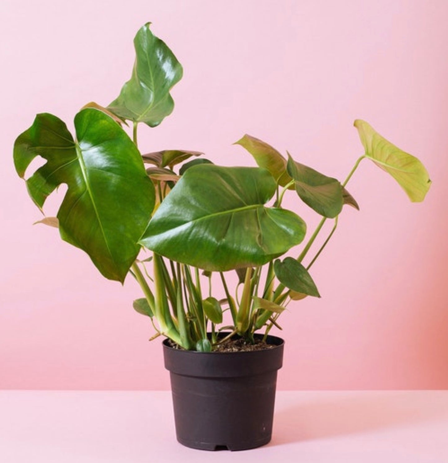 Monstera Deliciosa