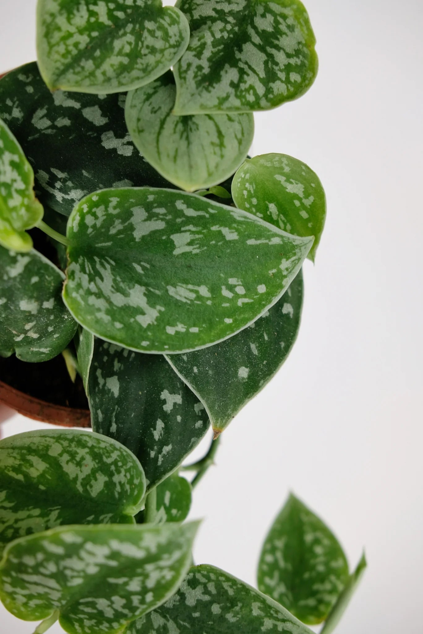 Satin Pothos